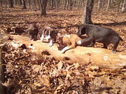mountain cur coon dogs for sale